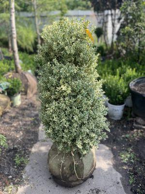 Variegated Boxwood