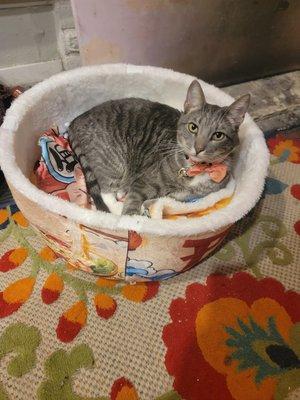 Modeling his collar and enjoying his new bed