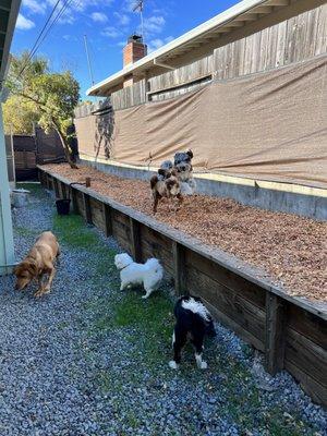 Boarding and daycare dogs exploring and romping outdoors!  Everybody goes at their own pace here.