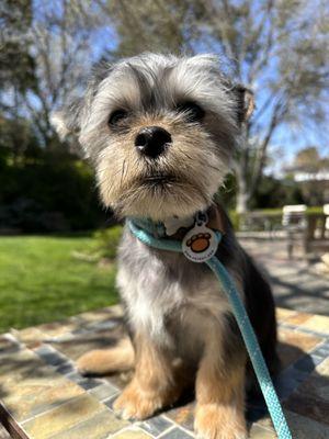 Yorkie / Shih Tzu cross