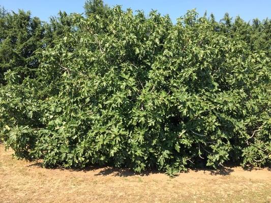 Biggest fig tree I have seen