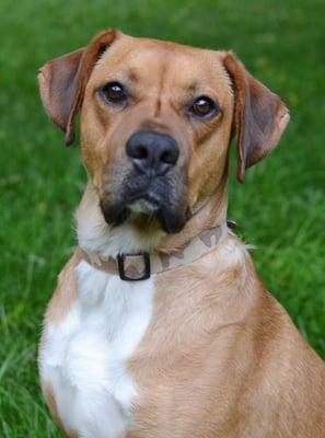 CALM, LAID-BACK, MELLOW COUCH POTATO!   Ben is a 3yo male boxer mix who was rescued from a bad backyard situation and now lives good life!