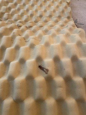 Fresh blood on mattress topper