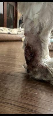 Our dog's wound on her paw