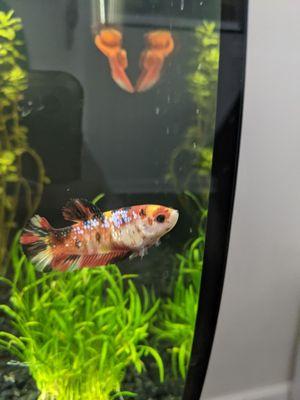 Here is the female koi betta I picked out :)