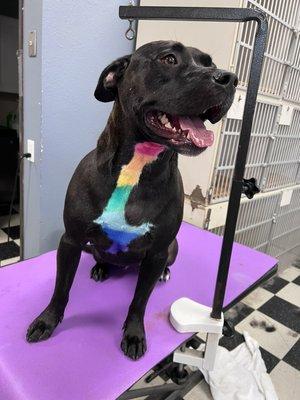 Cali got her coat dyed for Pride! We love creative grooming.