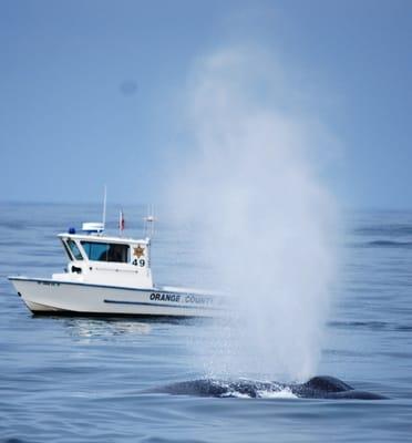 Blue Whale Spout