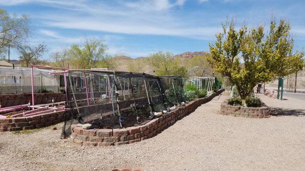 The gardens with Red & Black Mountain in the background.