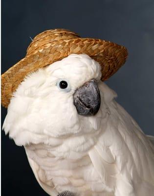 Not all birds wear hats at shelray