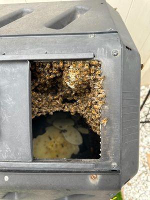 The bees built a hive in our compost bin.  Travis was professional and confident.