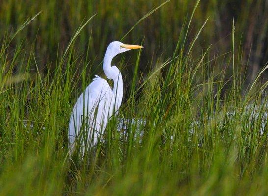 Great White Egret in the marsh.