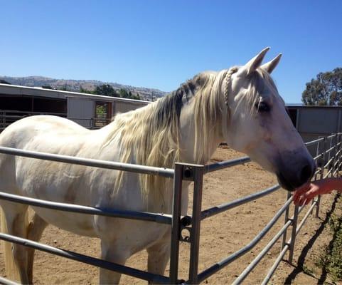 Beautiful horse and beautiful view at Cerro Vista