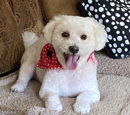 Hi! I'm Buddy, a poodle and Bichon mix.  I love walks, quiet places and FOOD!