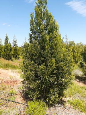 We have beautiful Cryptomeria.