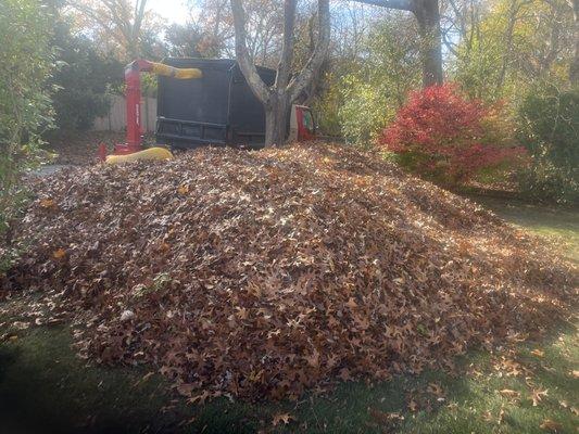 Big pile of leaves about to disappear