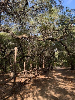 Shaded walking path