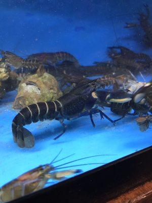 Blue moon crayfish