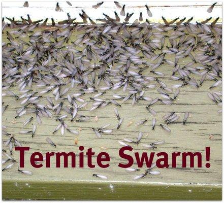 If you see these in your home then you have a bad termite problem.