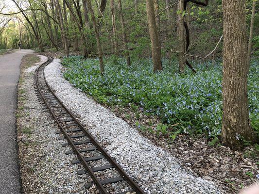 Blue bells on full display