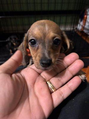 Rocky says "Hi everyone, get the pup cup for your little guy too".