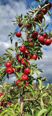 No honey crisp, no fuji .... no Macintosh...