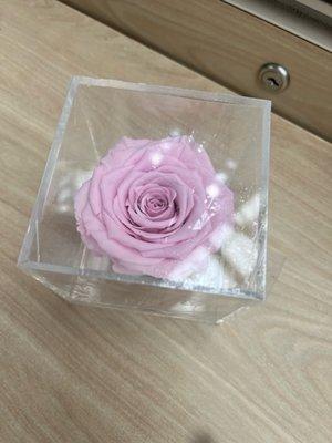 Pink Preserved Rose