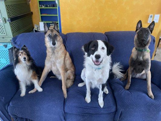 Oldest to Youngest: Dobby, Quint, Rocky, and Bruce