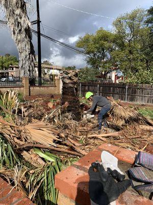 Fan Palm removal