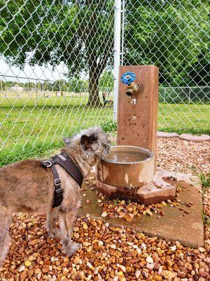 Water bowl is a bit of a stretch for my little friend.