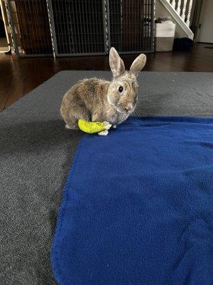 My rabbit Kobe with his stylish cast!