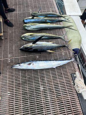 Catch of the day... 4 Mahi, 1 Yellowfin Tuna and an Ono.