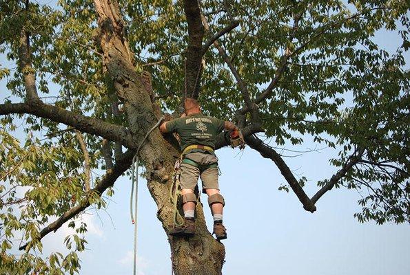 Mike's Tree Service