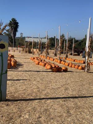 Pumpkin patch