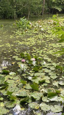 lily pads