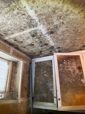 Fungal growth throughout garage of Issaquah home