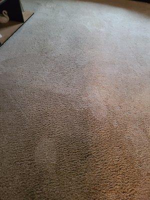 Magic Wand Carpet Cleaning