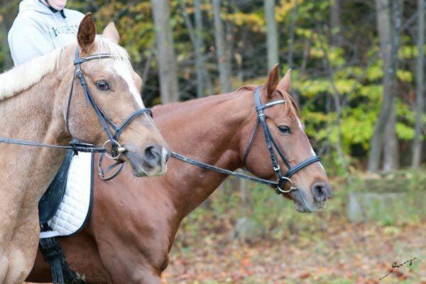 Baker School of Riding