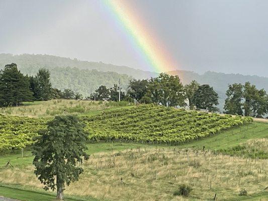 Rainbow over the vineyard!