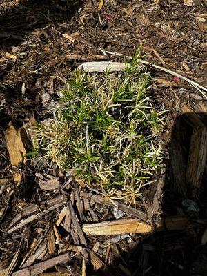 Native Edge Landscapes