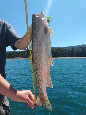 22 inch rainbow trout caught in Lake Almanor! @bigcoveresort