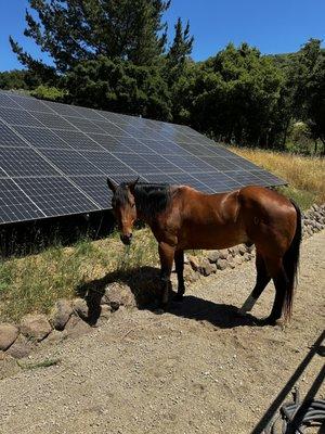 Santa Lucia Preserve 41kW ground mount