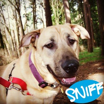 SNIFF Seattle Dog Walkers - Seattle, Bellevue, Redmond, Shoreline, Kirkland, Bothell, Mercer Island, West Seattle & more.