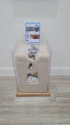 Sea Turtles Nesting Display  08-21-2022