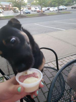 My dog, enjoying his 'pup cup'