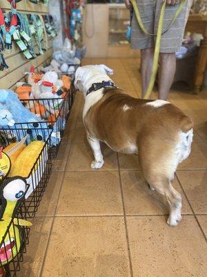 Exploring the toy options while her parents look for a new leash and collar.