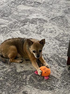 Ollie playing with his new toy!