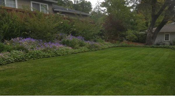 Lawn  , planting borders, and trees