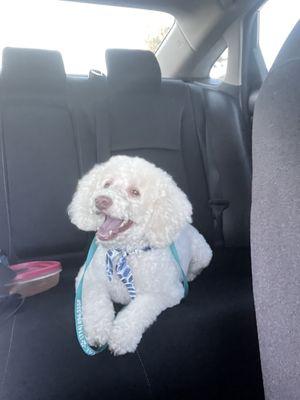 Coco looking spiffy after his grooming! He's clearly so happy with the outcome as am so :3