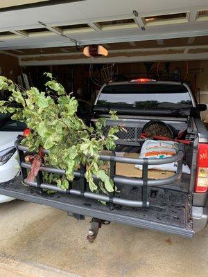 Matt helped us load up the tree and recommended leaf grow when planting the tree.