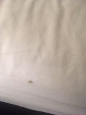 Bed bug in room 311. Saw four of them during the stay.  Could barely snap a picture before it crawled under the bed.